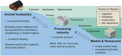 Exploring risk transfer of human brucellosis in the context of livestock agriculture transition: A case study in Shaanxi, China